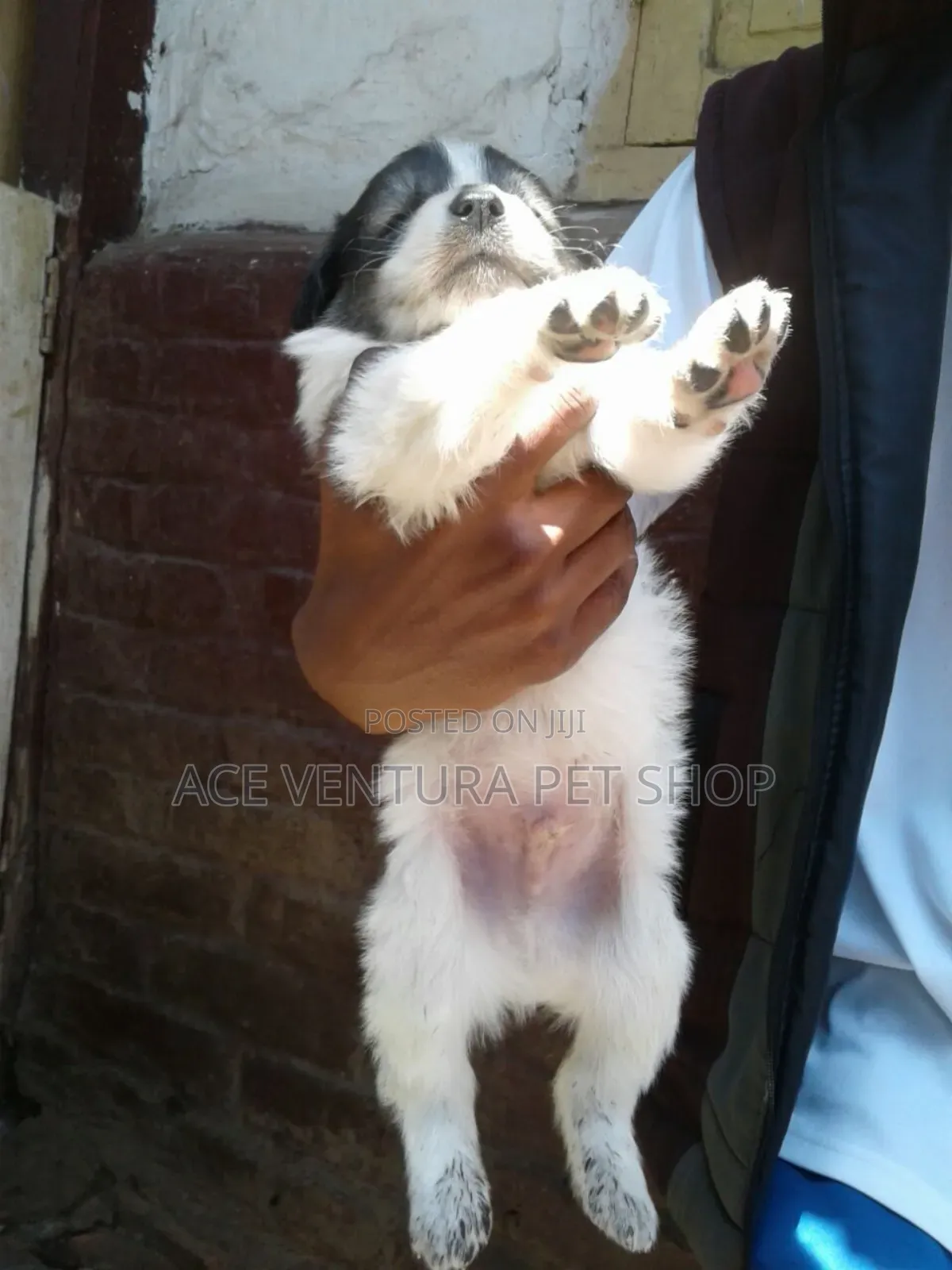 1-3 months Male Purebred Maltese