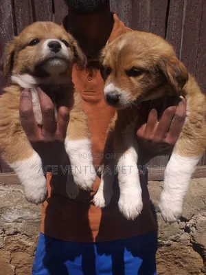 Photo - 1-3 months Male Purebred Maltese