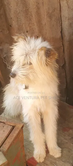 Photo - 1-3 months Male Purebred Maltese