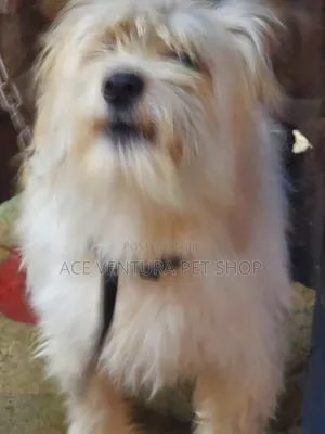 Photo - 1-3 months Male Purebred Maltese