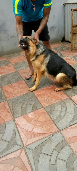 Photo - 1-3 months Male Purebred German Shepherd