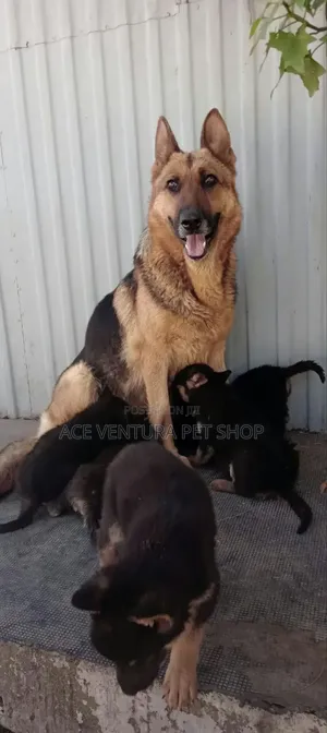 Photo - 1-3 months Male Purebred German Shepherd