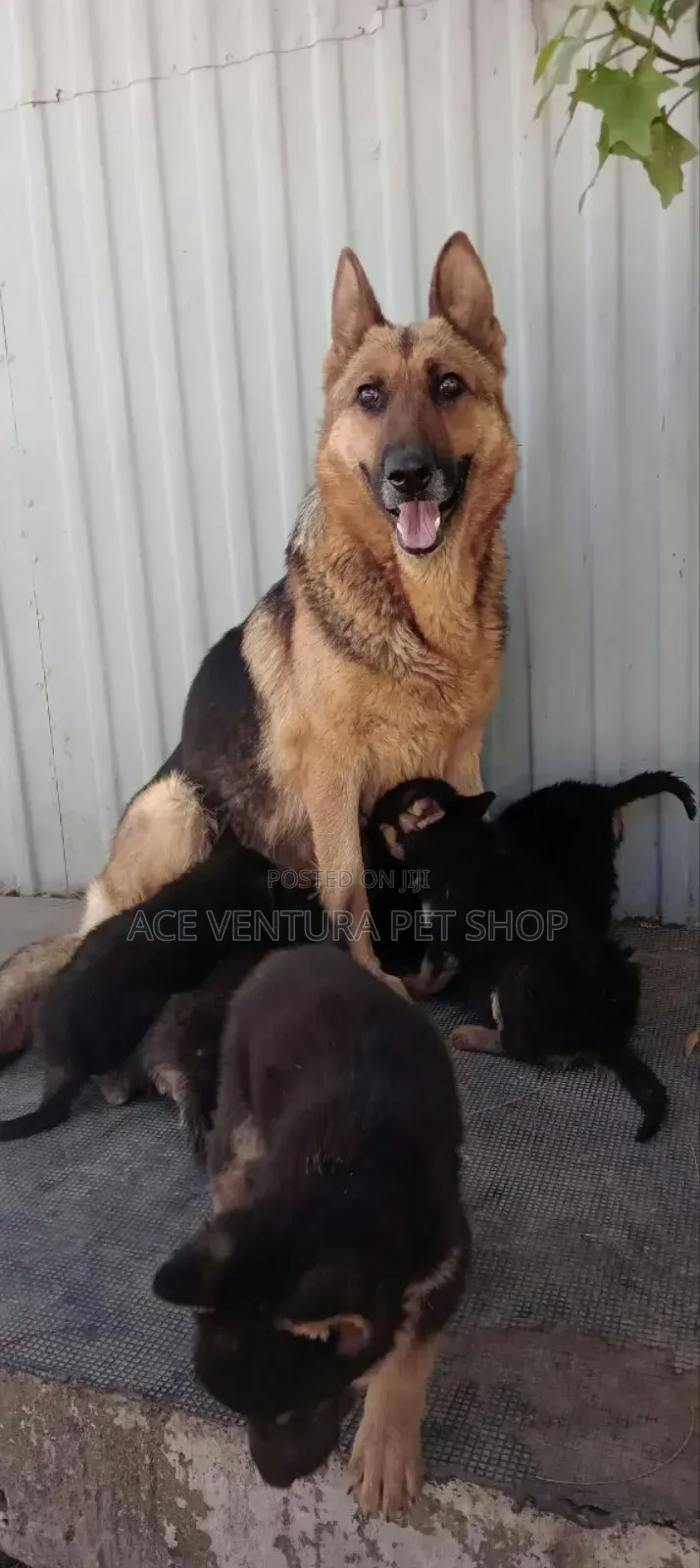 1-3 months Male Purebred German Shepherd