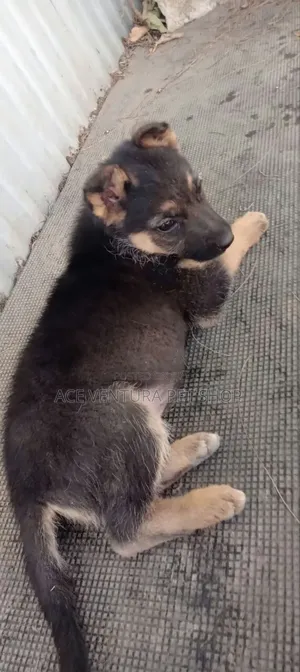1-3 months Male Purebred German Shepherd