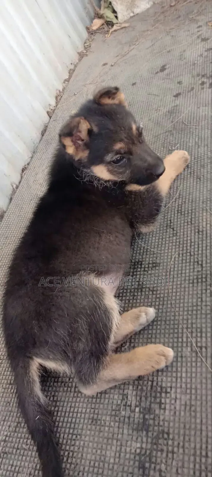 1-3 months Male Purebred German Shepherd