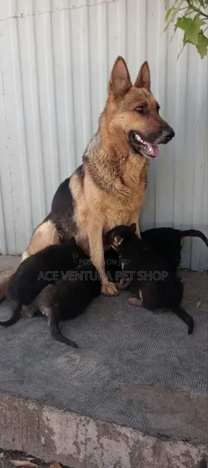 1-3 months Male Purebred German Shepherd