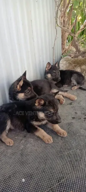 1-3 months Male Purebred German Shepherd