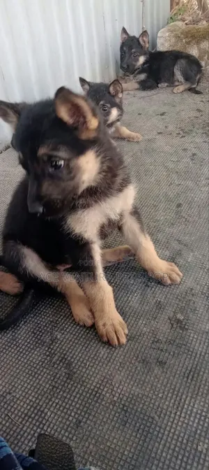 1-3 months Male Purebred German Shepherd