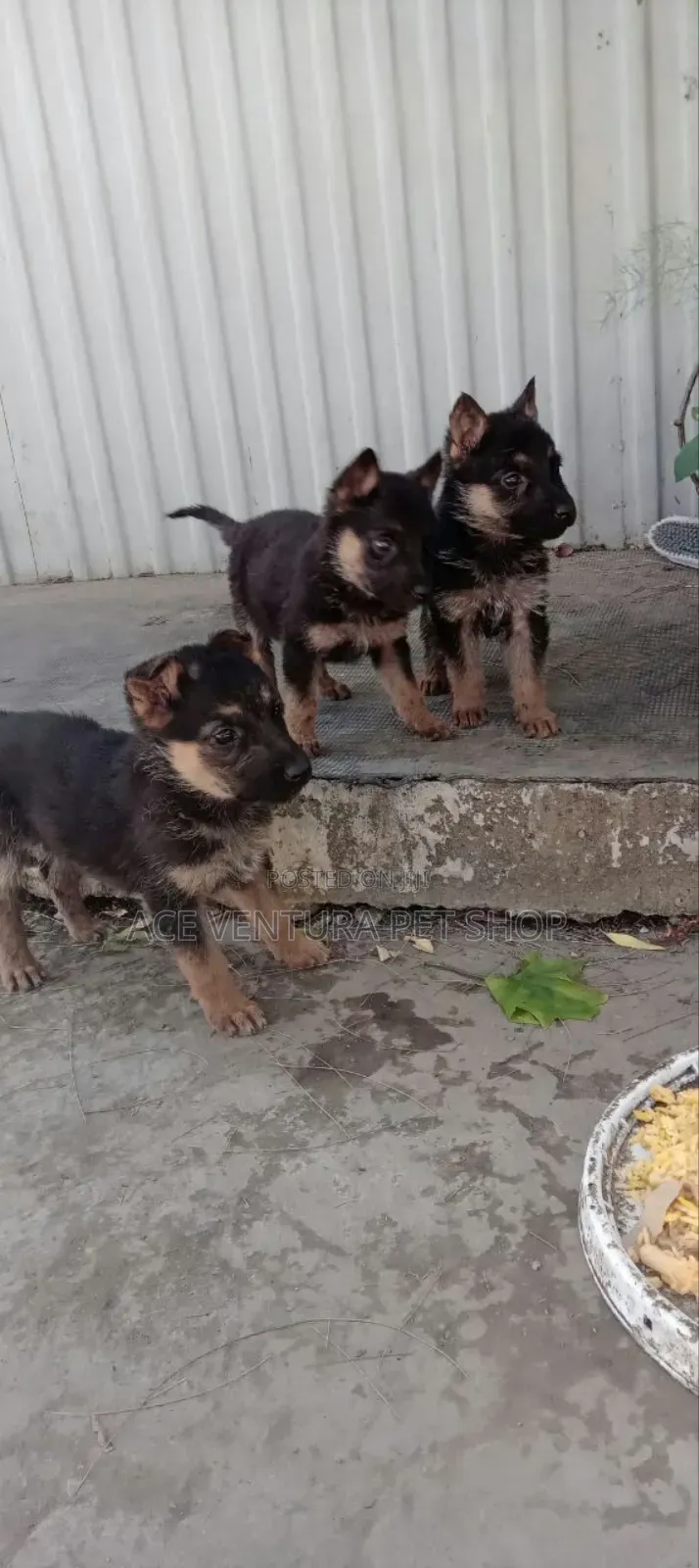 1-3 months Male Purebred German Shepherd