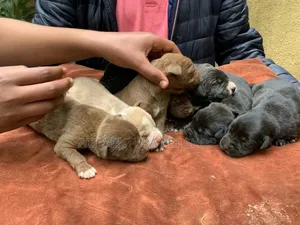 Photo - 1-3 months Male Purebred American Pit Bull Terrier