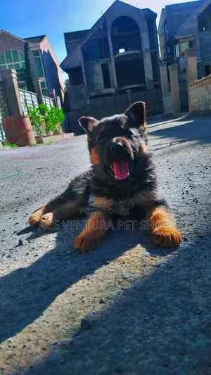 Photo - 1-3 months Male Purebred German Shepherd