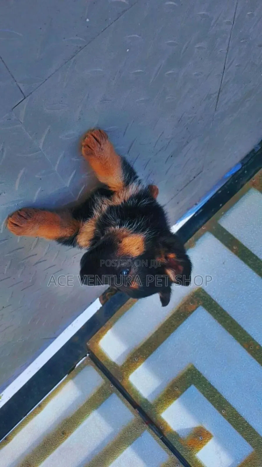 1-3 months Male Purebred German Shepherd