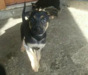 Photo - 1-3 months Male Purebred German Shepherd