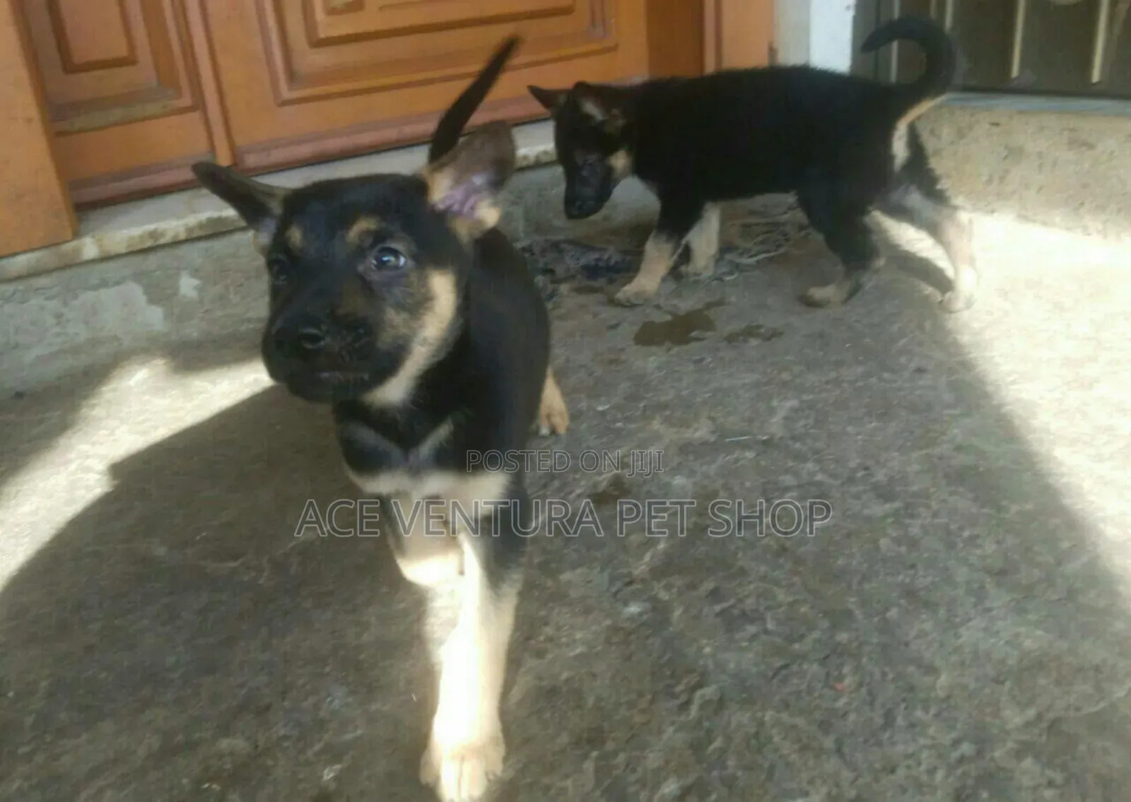 1-3 months Male Purebred German Shepherd