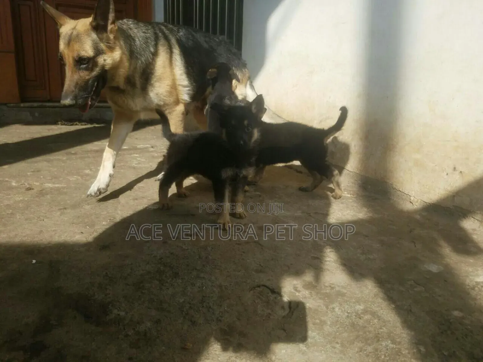 1-3 months Male Purebred German Shepherd