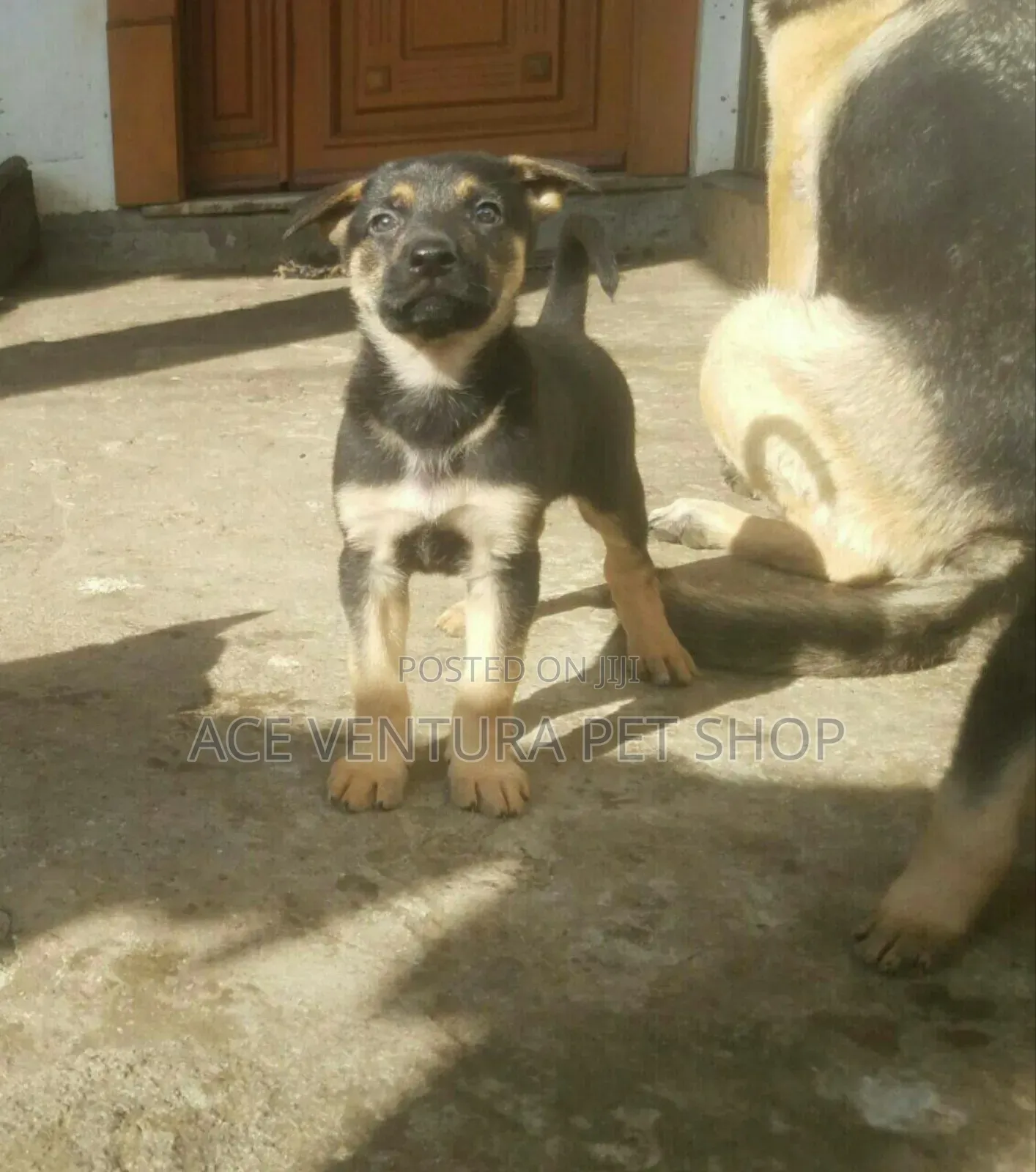 1-3 months Male Purebred German Shepherd