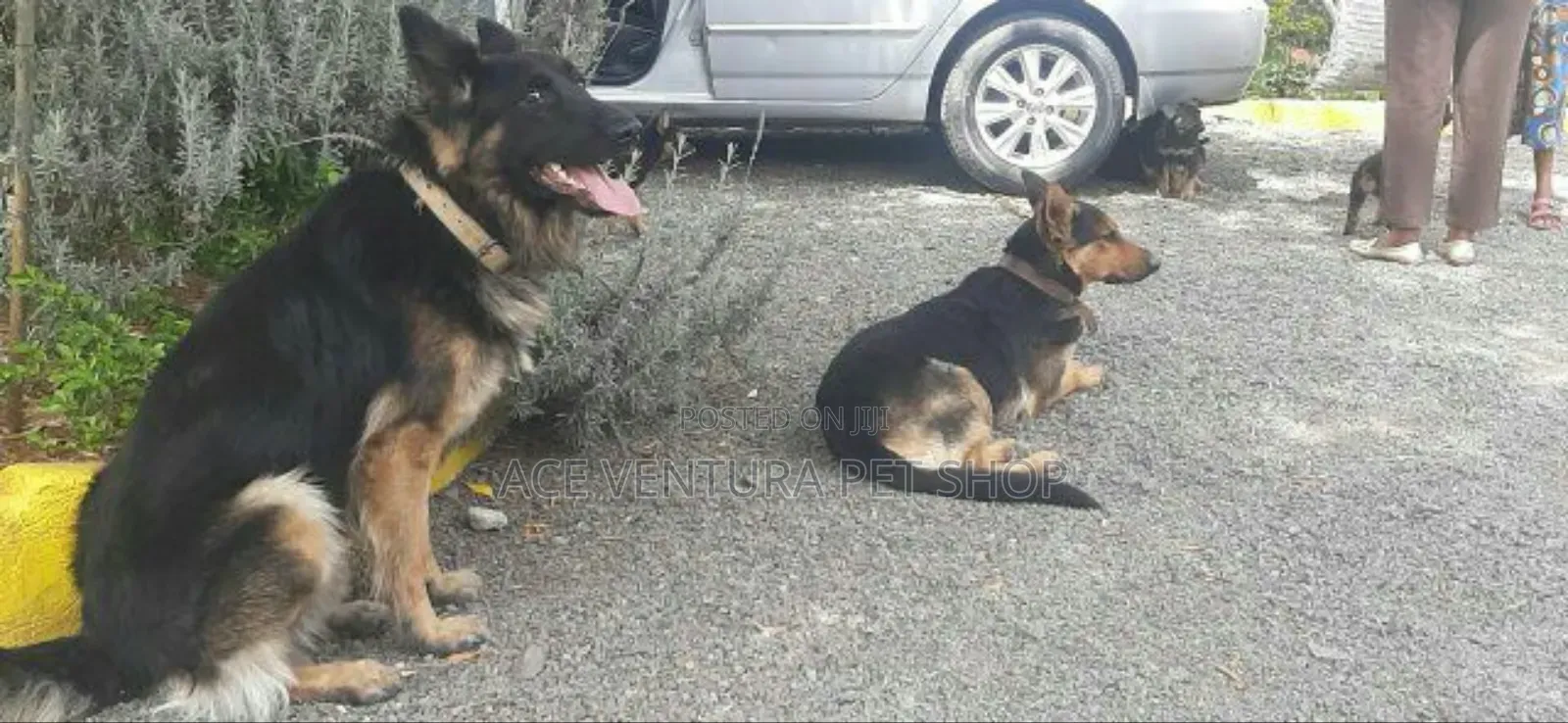 1-3 months Male Purebred German Shepherd