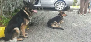 Photo - 1-3 months Male Purebred German Shepherd