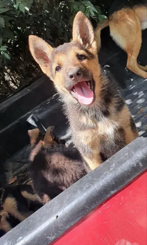 1-3 months Male Purebred German Shepherd