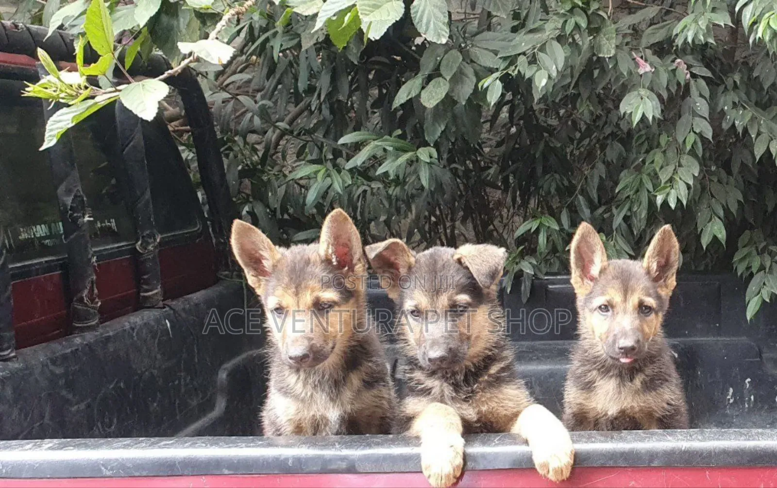 1-3 months Male Purebred German Shepherd