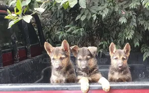 1-3 months Male Purebred German Shepherd