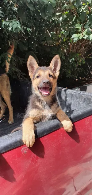 Photo - 1-3 months Male Purebred German Shepherd