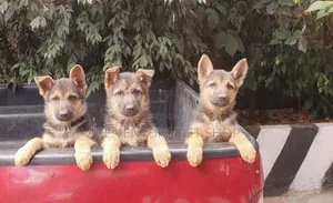 1-3 months Male Purebred German Shepherd