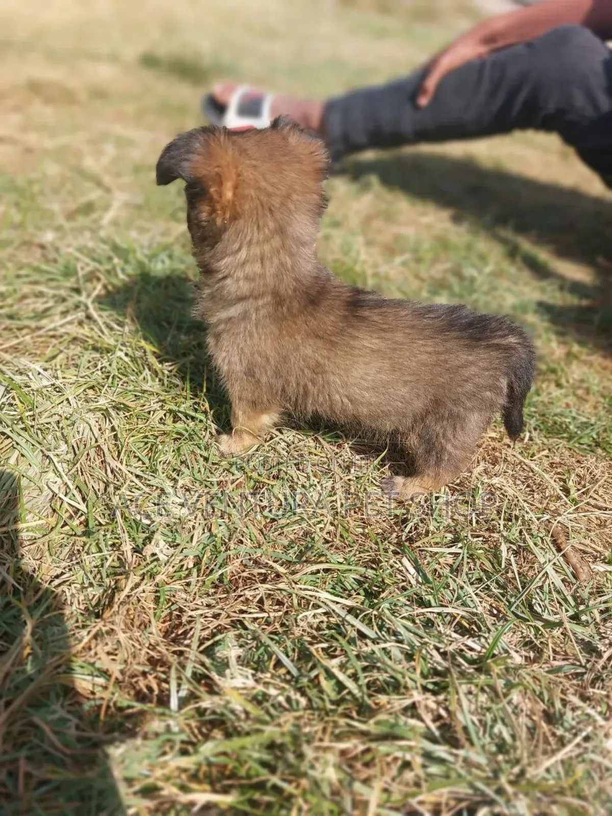 1-3 months Male Purebred Maltese