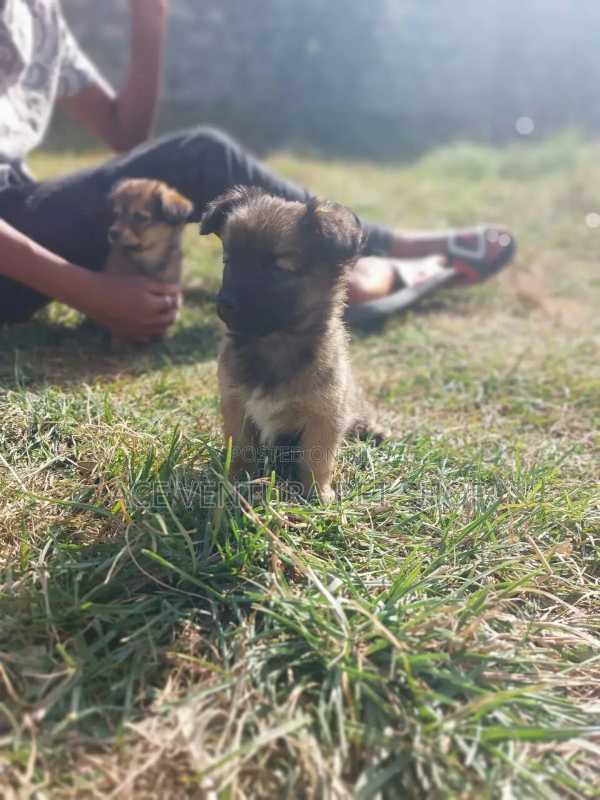 1-3 months Male Purebred Maltese