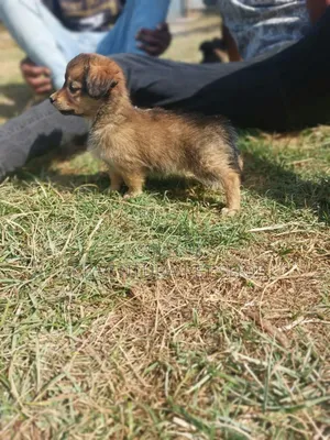 Photo - 1-3 months Male Purebred Maltese