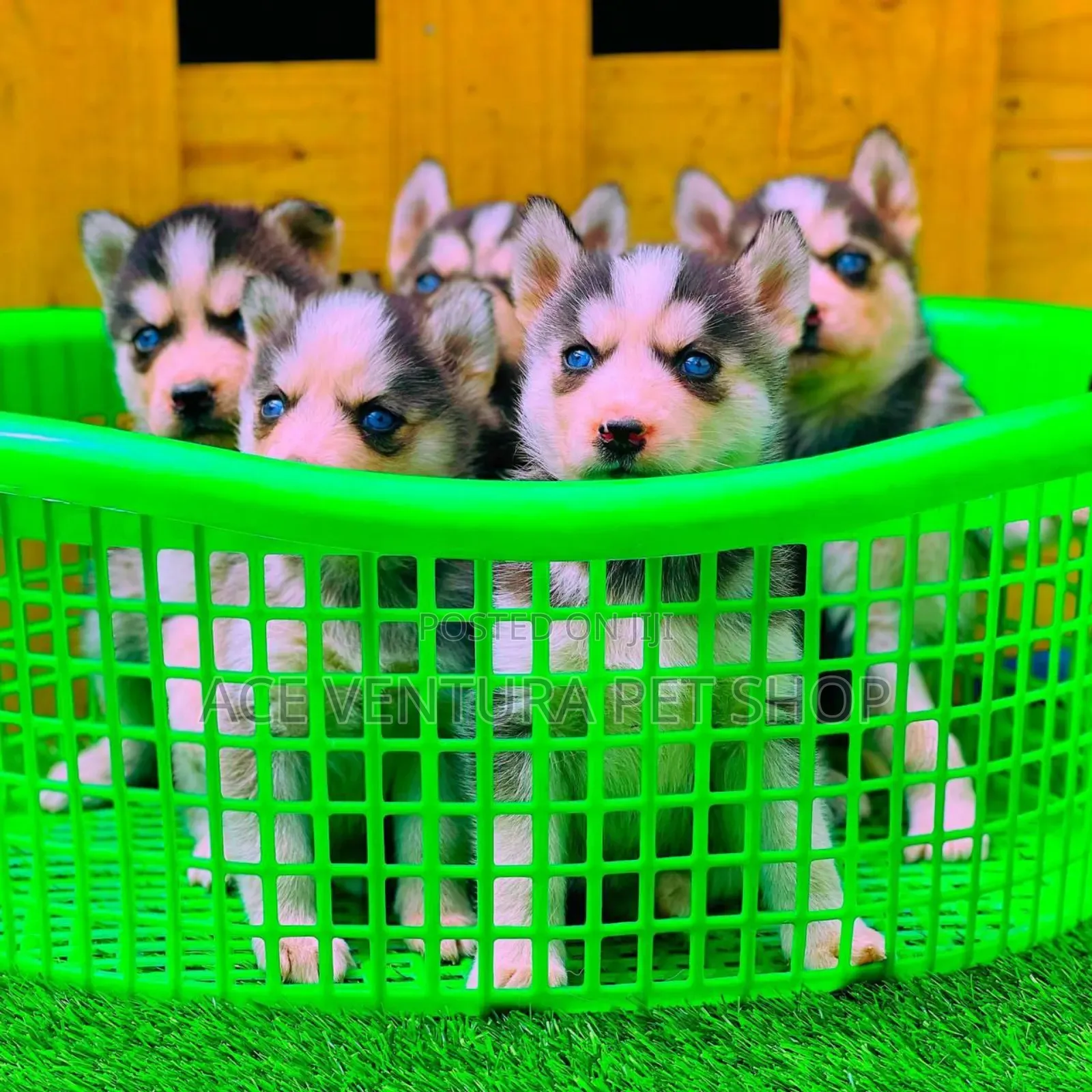 1-3 months Male Purebred Siberian Husky