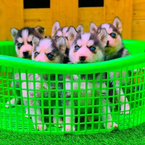 Photo - 1-3 months Male Purebred Siberian Husky
