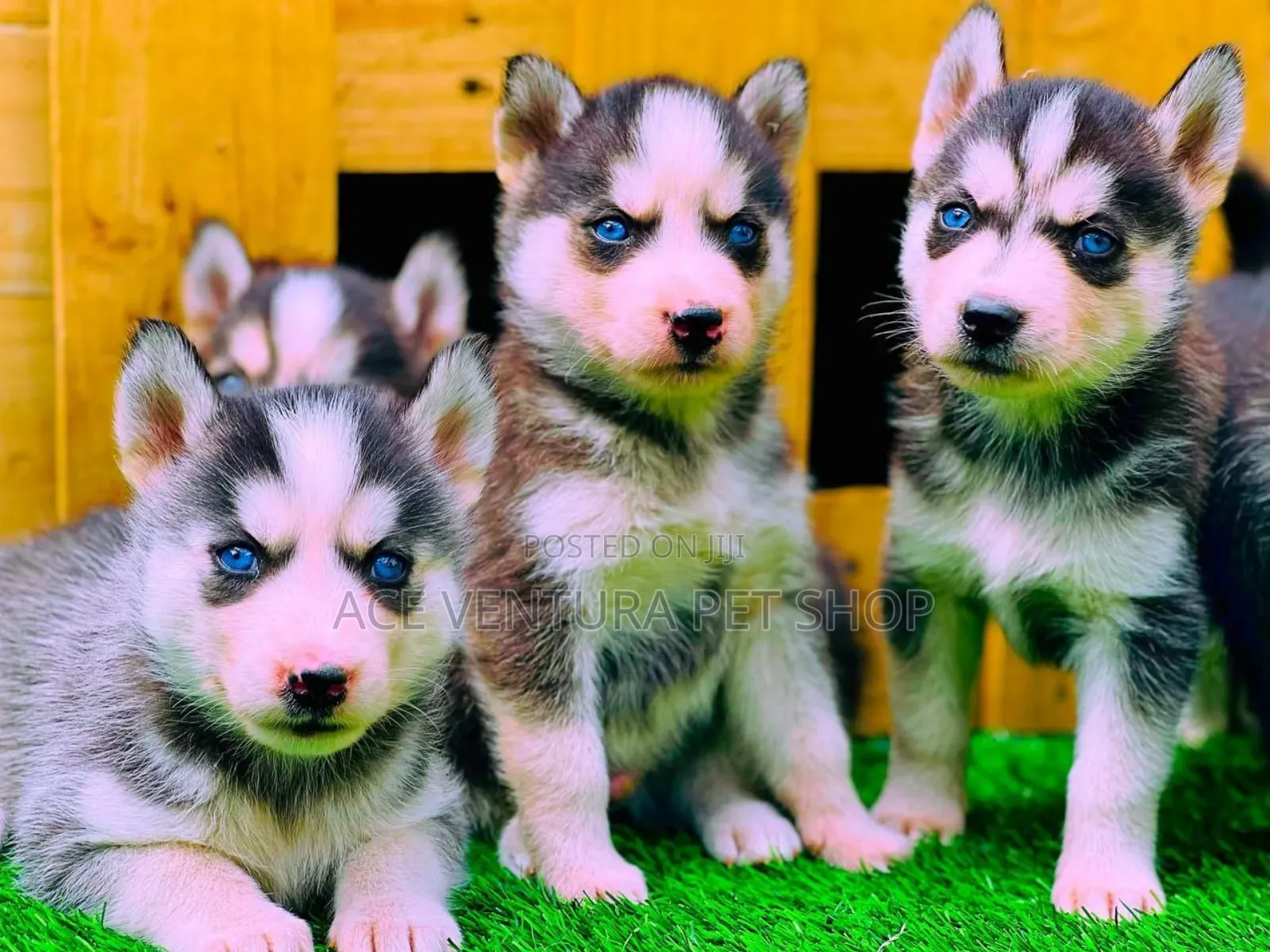 1-3 months Male Purebred Siberian Husky