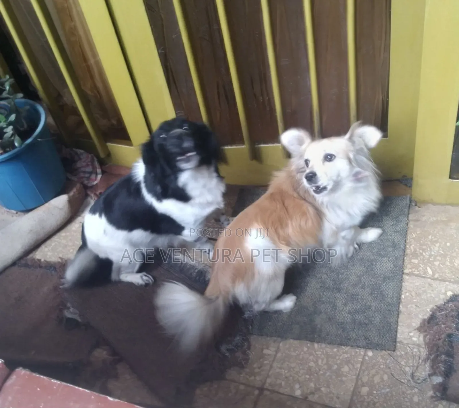 1-3 months Male Purebred Maltese