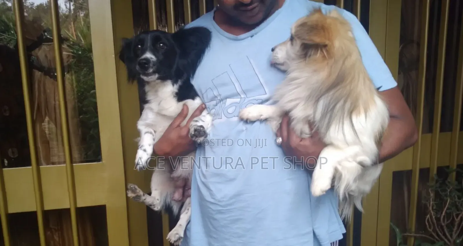 1-3 months Male Purebred Maltese