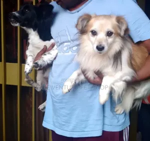 1-3 months Male Purebred Maltese