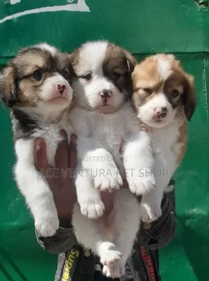 Photo - 1-3 months Male Purebred Maltese