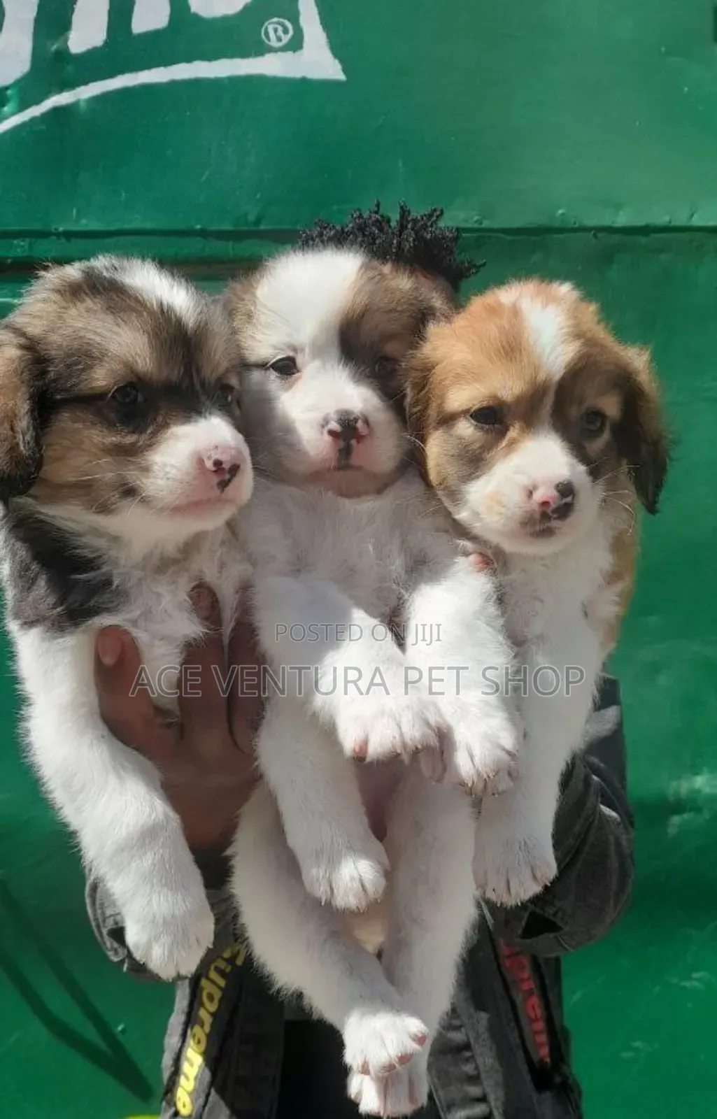 1-3 months Male Purebred Maltese