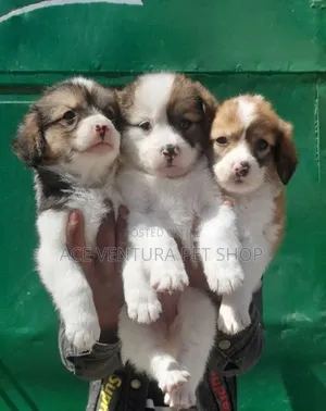 1-3 months Male Purebred Maltese