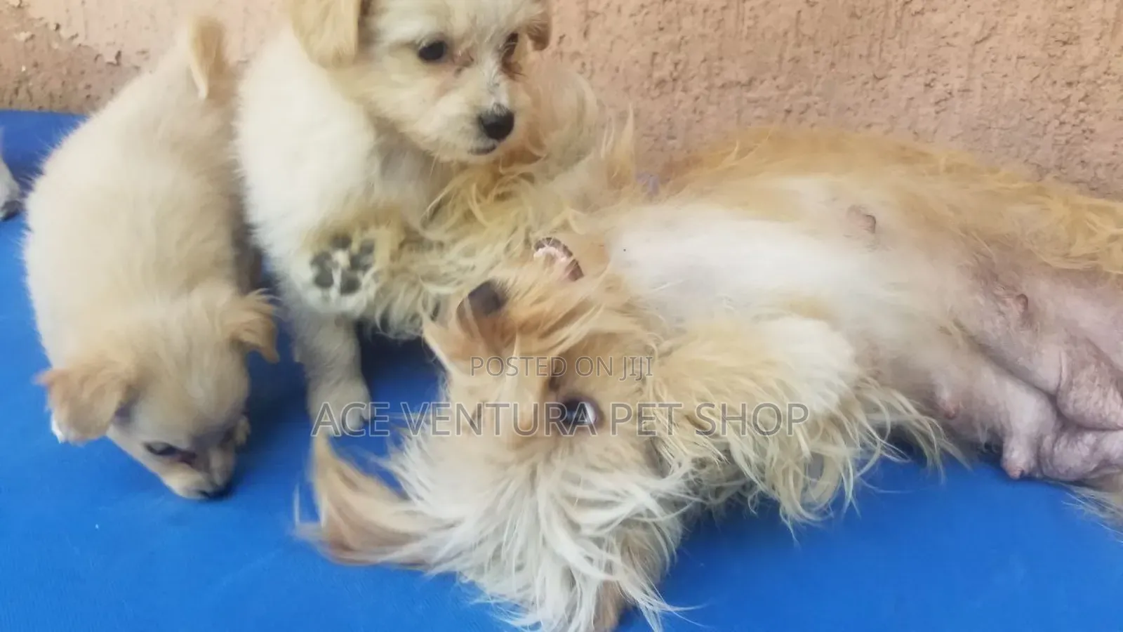 1-3 months Male Purebred Maltese