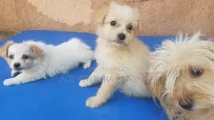 1-3 months Male Purebred Maltese