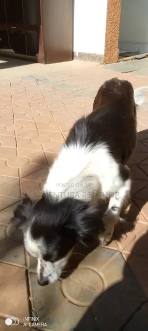 1-3 months Male Purebred Maltese