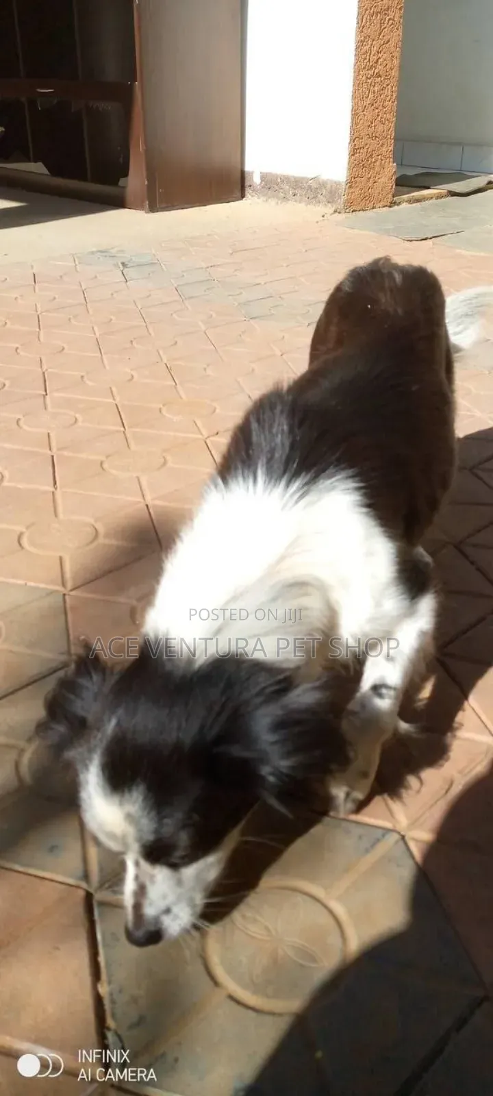 1-3 months Male Purebred Maltese