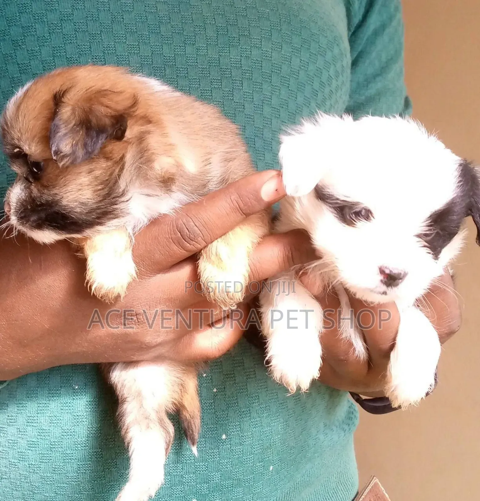 1-3 months Male Purebred Maltese