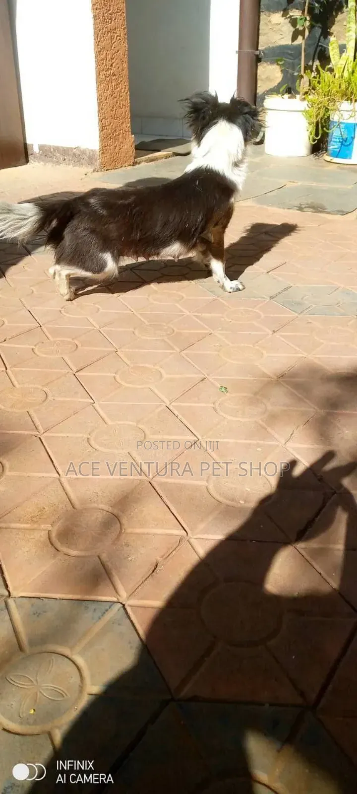 1-3 months Male Purebred Maltese