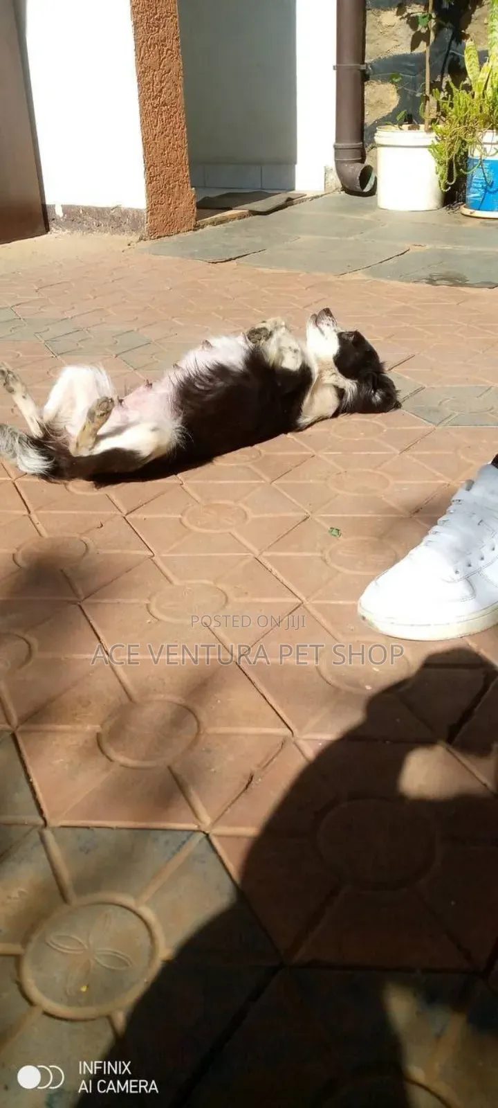 1-3 months Male Purebred Maltese