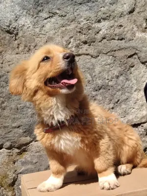 1-3 months Male Purebred Maltese