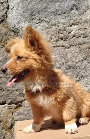 Photo - 1-3 months Male Purebred Maltese