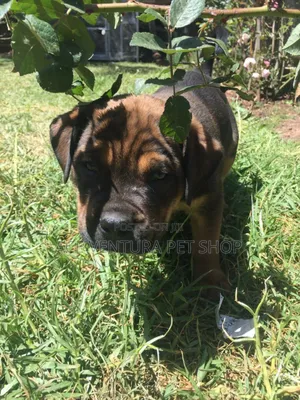 Photo - 1-3 months Male Purebred Bull Terrier