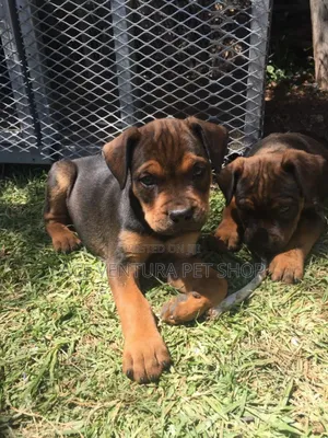 1-3 months Male Purebred Bull Terrier